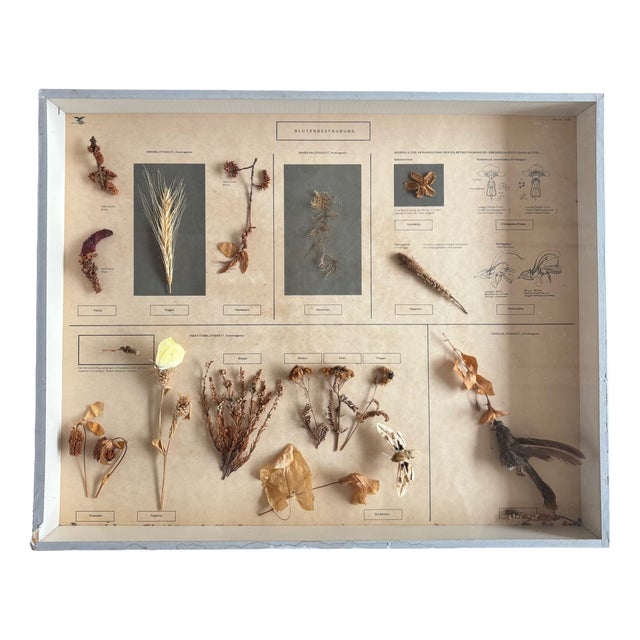 Herbarium Flower Pollination, Germany, 1950s For Sale