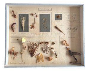 Herbarium Flower Pollination, Germany, 1950s