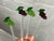 Use these hand-blown glass grape cluster picks for hor d'oeuvres, appetizers, martini olives, drink cherries or low-ball...