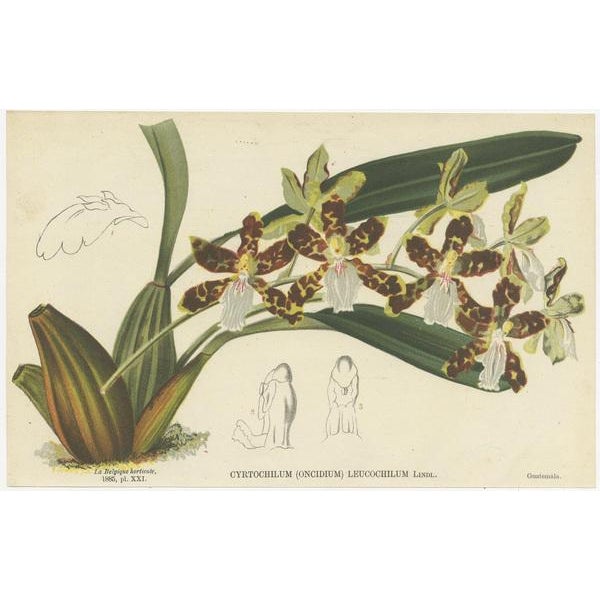 Ornithocephalus Grandiflorus, 1880, Prints, Set of 4 For Sale - Image 3 of 6