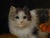After Henriëtte Ronner-Knip, Painting of a kitten. Oil on Board For Sale - Image 6 of 9