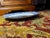 1970s Liberty Blue Washington Crossing the Delaware Platter – Americana Ironstone, England | 250th Anniversary Decor For Sale In Houston - Image 6 of 13
