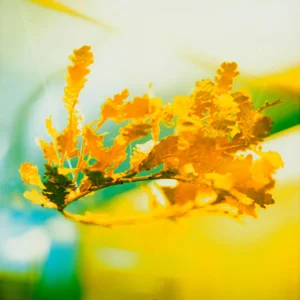 MK Semos, Abstract Image, Film Photograph, 2025