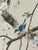 Japanese Blue Bird & Cherry Blossoms, Japanese Hand-Painted Silk Kakejiku (Hanging Scroll), Early 20th C.entury For Sale - Image 3 of 11