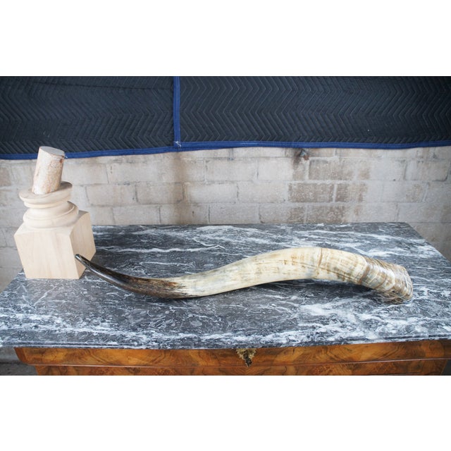 Bone Mid 20th Century African Kudu Antler Horn on Wooden Stand For Sale - Image 7 of 10