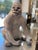 Seated Gorilla Sculpture in White Ceramic by Ronzan, 1950s For Sale - Image 17 of 18
