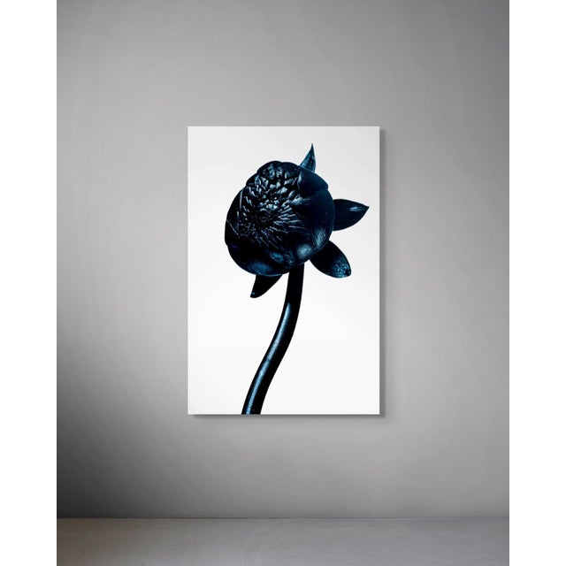 Dahlia Bud — Sivan Roshianu, Limited Edition Metal Print (Edition of 5) For Sale - Image 4 of 5