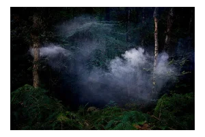 Between the Trees 7, Ellie Davies, Photography, 2014