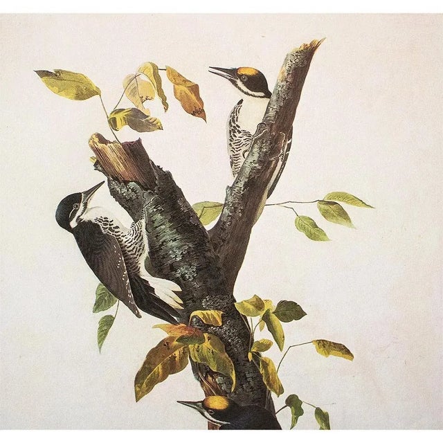 Farmhouse 1966 Vintage Cottage Print "Three-Toed Woodpecker" After John James Audubon For Sale - Image 3 of 7