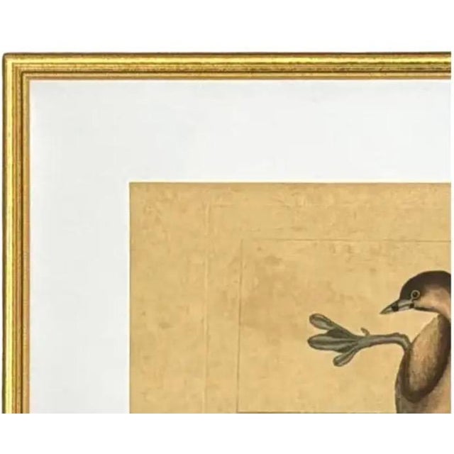 Mark Catesby (British, 1683-1749) Engraving of "The Pied-Billed Grebe", framed. Catesby was a highly celebrated naturalist...