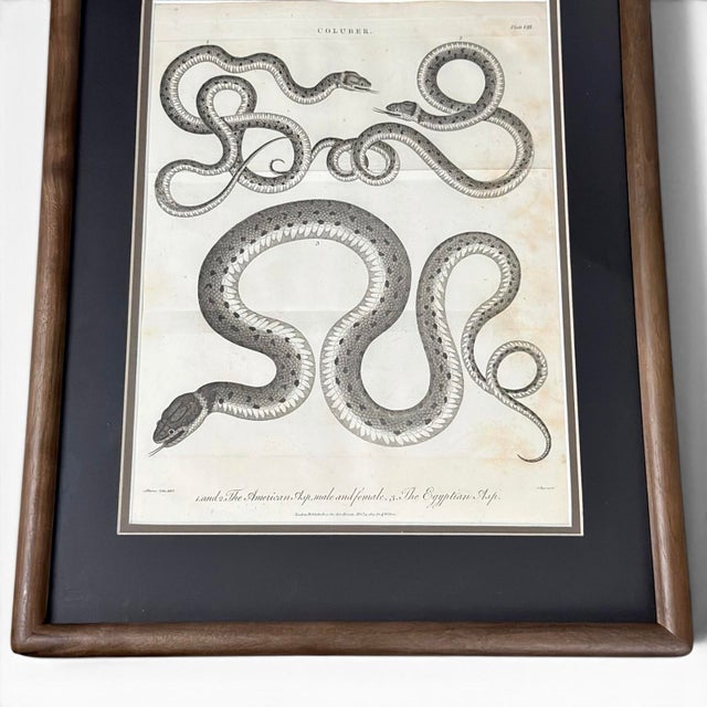 Original 1802 antique natural history engraving featuring the American Asp, male and female, alongside the Egyptian Asp....