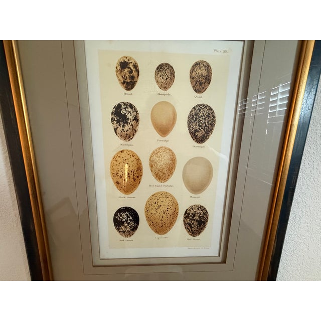 Brown Ethan Allen Eggs of British Birds I For Sale - Image 8 of 13