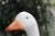 Vintage Gladys Goose Floor Lamp, 1980s For Sale - Image 4 of 13