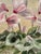 Ada, Still Life with Pink Flowers, 1986, Oil on Canvas, Framed For Sale - Image 10 of 18