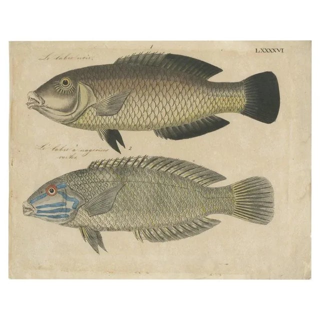 Species of Wrasse Fish Hand-Colored Engravings, 1800s, Set of 2 For Sale - Image 10 of 10