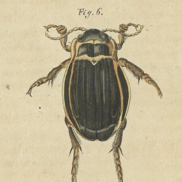 Paper Bertuch, Diving Beetles and Water Beetles with Larva, 1815, Print For Sale - Image 7 of 12