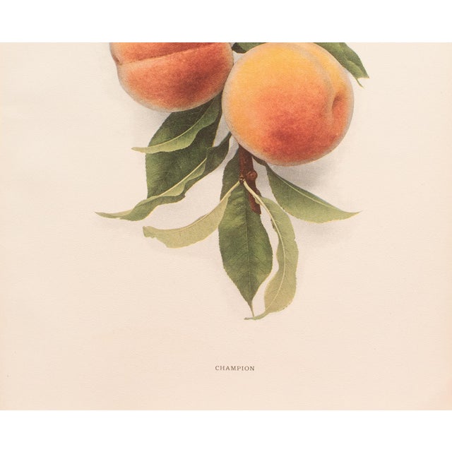 Farmhouse 1900s U. P. Hedrick, Original Antique Photogravure of Champion Peaches For Sale - Image 3 of 7