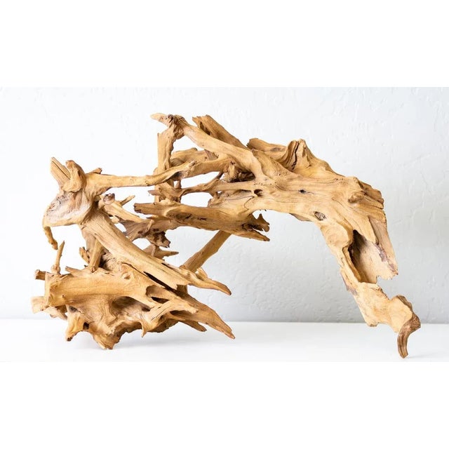 This organic wood sculpture made from a driftwood rootball was tossed and tumbled in the ocean to land on the Oregon Coast...