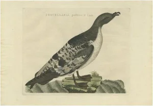 Sepp & Nozeman, Bird Illustration of the Manx Shearwater, 1809, Print