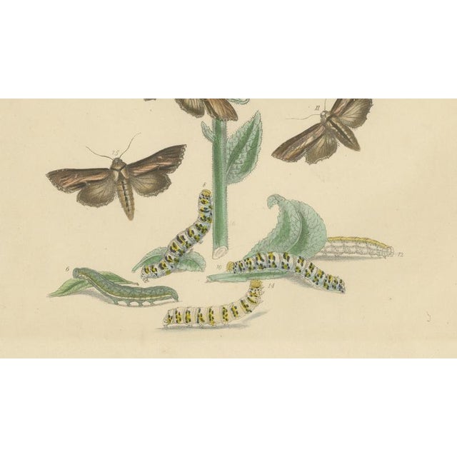 Humphreys & Westwood, British Moths and Caterpillars on Mullein, 1845, Color Lithograph For Sale - Image 6 of 9