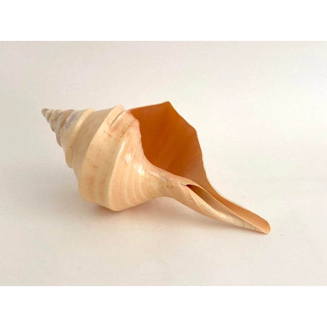 Natural Large Polished Syrinx Shell For Sale - Image 4 of 8