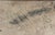 White Dragon Boats Chinese New Year San Francisco Bay Area Original Oil on Canvas 1960 by Peter Lowe For Sale - Image 8 of 8
