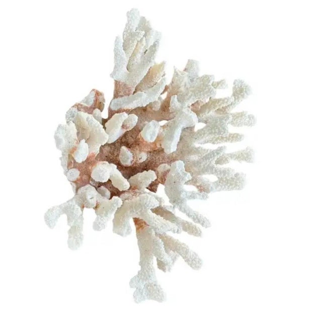Natural White Coral Reef Specimen For Sale - Image 4 of 8