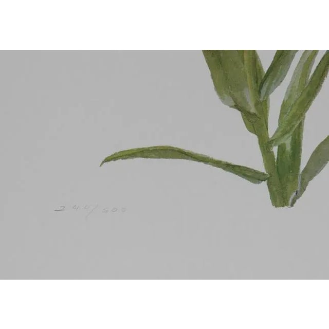 Figurative 1970s "Tiger Lily" Lithograph by Carol Ann Bolt For Sale - Image 3 of 3