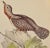 Realism Indian Wryneck Birds (Yunx Indica): A 19th C. Gould Hand-Colored Lithograph, 1850 For Sale - Image 3 of 6