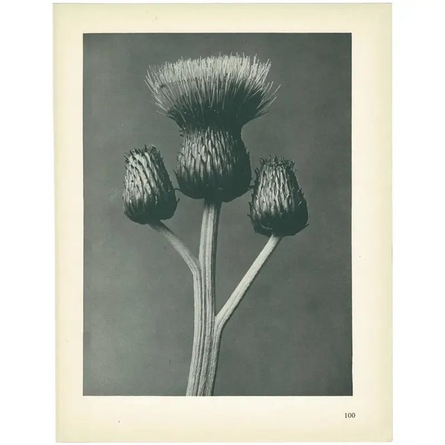 1920s 1928 Cirsium Canum, Original Period Photogravure N100 by Karl Blossfeldt For Sale - Image 5 of 6