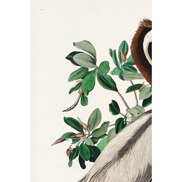 Illustration Brown Pelican by Audubon, Vintage Art Print Reproduction, 24" X 36" For Sale - Image 3 of 12