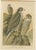 Birds of Prey, Eagles & Falcons, 1890s, Chromolithographs, Set of 10 For Sale - Image 10 of 13