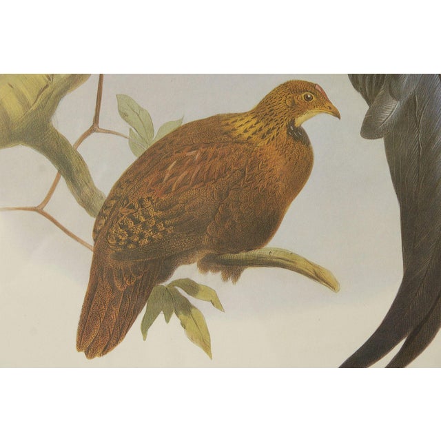 Vintage Ornithological Print, 'Gallus Lafayettii' For Sale - Image 12 of 12