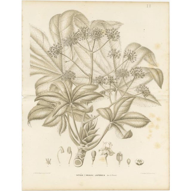 L. Stroobant, Fatsia Japonica, Aralia Japonica Flowering Branch, 1858, Lithograph For Sale - Image 3 of 9
