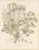 L. Stroobant, Fatsia Japonica, Aralia Japonica Flowering Branch, 1858, Lithograph For Sale - Image 3 of 9
