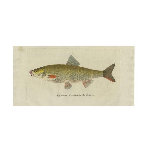 C. Von Meidinger, Cyprinus Nasus, 1785, Print For Sale - Image 3 of 6