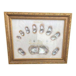 Mid Century Cultured Pearl Display Frame For Sale