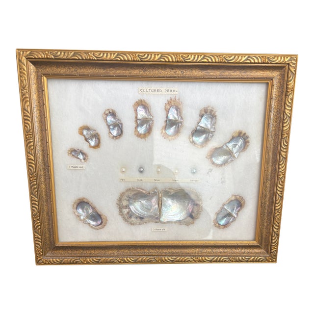 Mid Century Cultured Pearl Display Frame For Sale