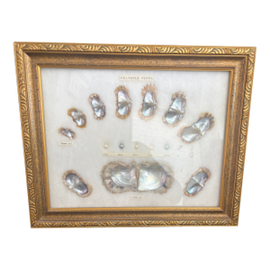 Mid Century Cultured Pearl Display Frame