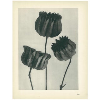1928 Lime-Mallow, Original Period Photogravure N103 by Karl Blossfeldt For Sale