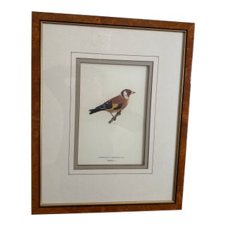Antique Bird Print: Cardulis by Ethan Allen For Sale