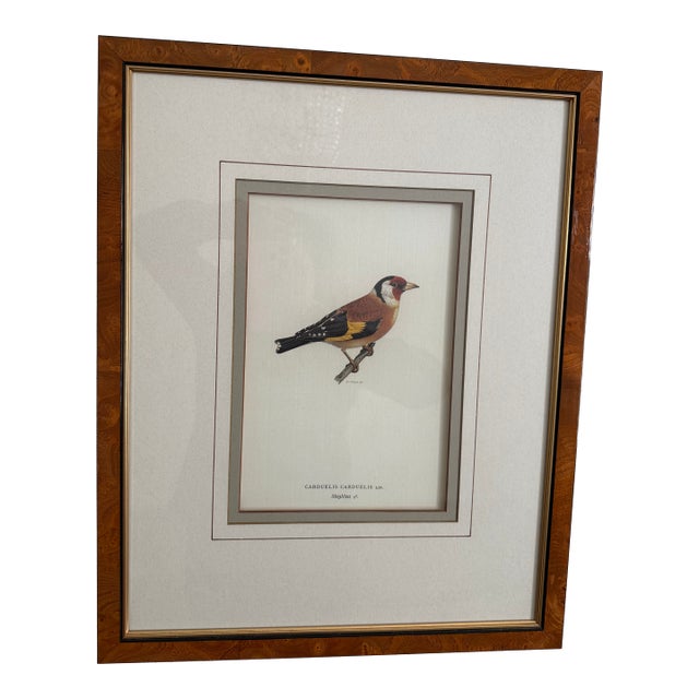 Antique Bird Print: Cardulis by Ethan Allen For Sale