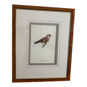 Antique Bird Print: Cardulis by Ethan Allen