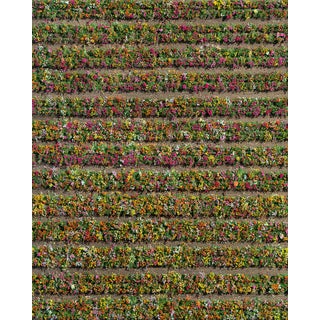 "AV_California_Plants_020" Contemporary Limited Edition Fine Art Photograph by Bernhard Lang For Sale