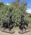 Cast Iron Stag Garden and Gate Pier Sculptures in Bronze, Set of 2 For Sale - Image 3 of 8