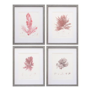Custom Framed British Seaweed Giclée Prints - Set of Four