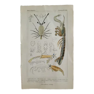 Original Antique Engraving of Shrimp/Crustacea by Georges Baron Cuvier