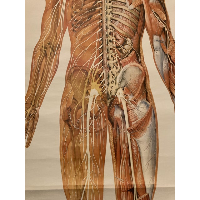 Anatomical Pull-Down Chart of the Human Body, Nervous System , Spine ...
