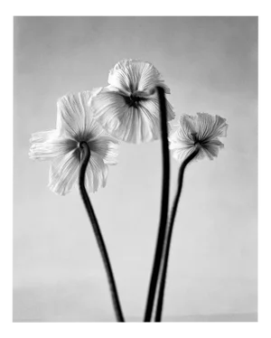 Ugne Pouwell, Three Poppies, 2024, Photography