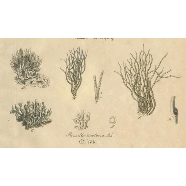 Dye and Chemical Species, 1800s, Paper For Sale - Image 4 of 10